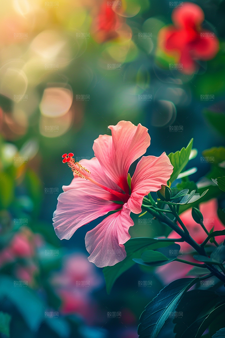 木槿花夏季清新摄影图