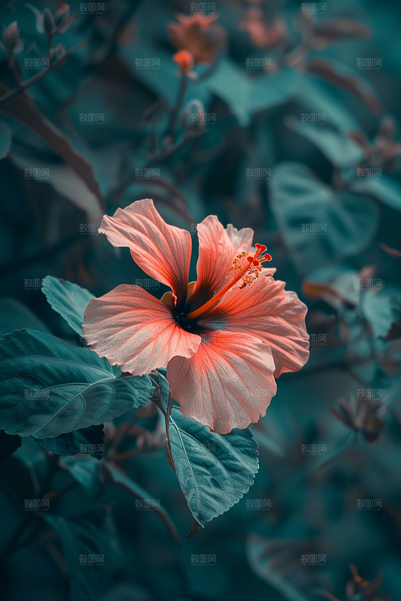 木槿花夏天植物摄影图