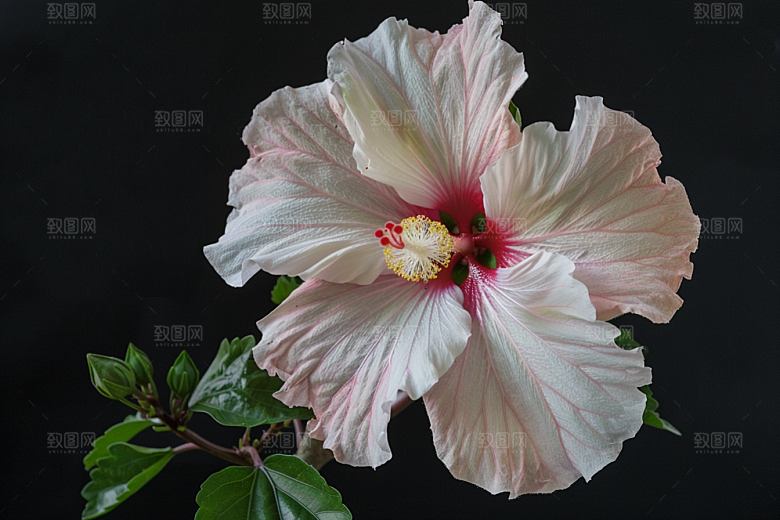 木槿花夏天花朵摄影图