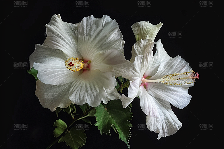 木槿花自然木棉摄影图