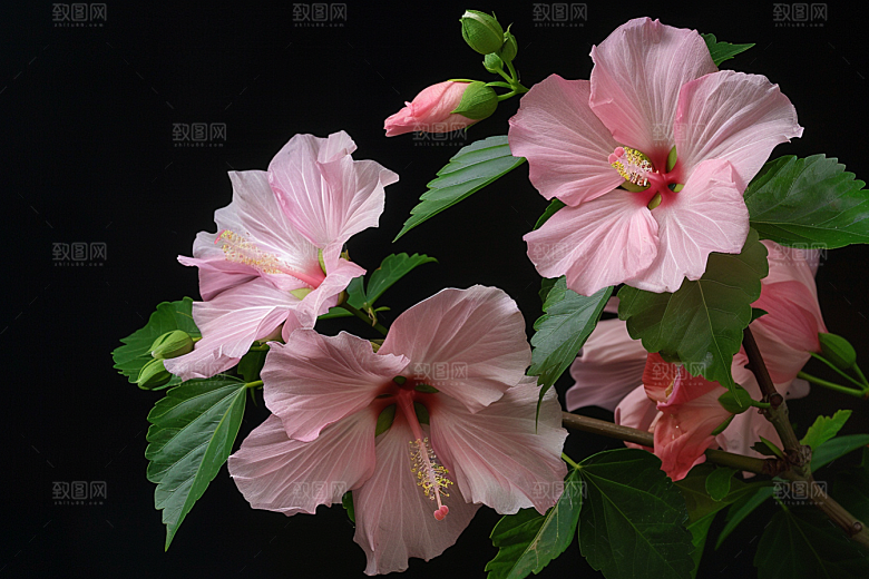 木槿花清新花朵摄影图