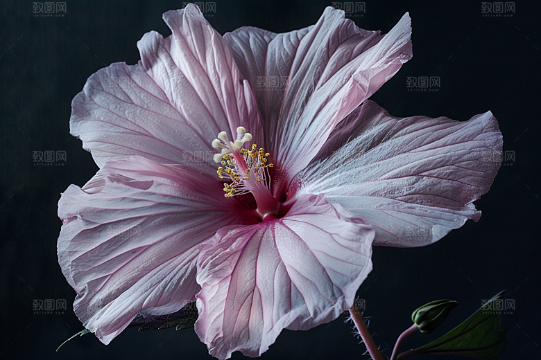 木槿花夏季唯美摄影图