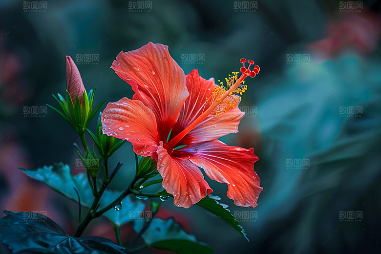 木槿花唯美彩色摄影图