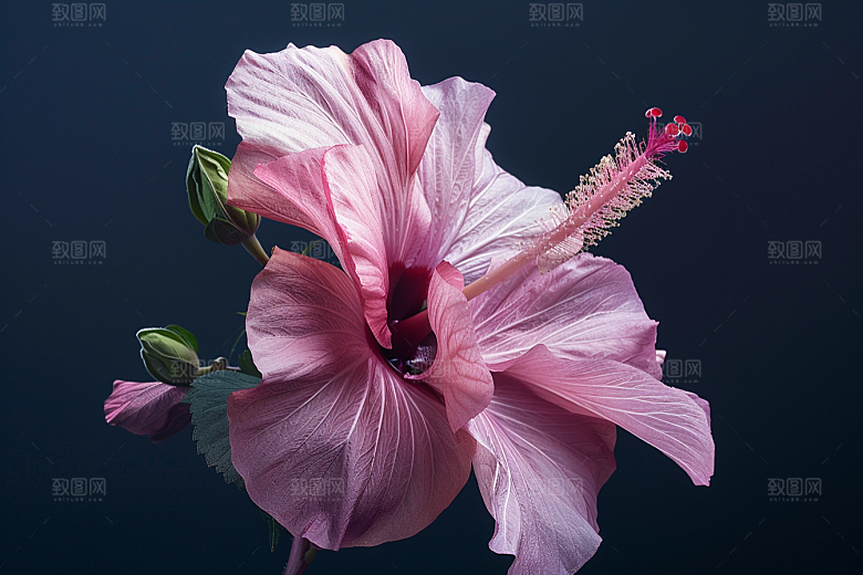 木槿花高清自然摄影图