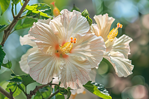 木槿花夏天自然摄影图