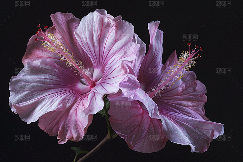 木槿花夏天自然摄影图