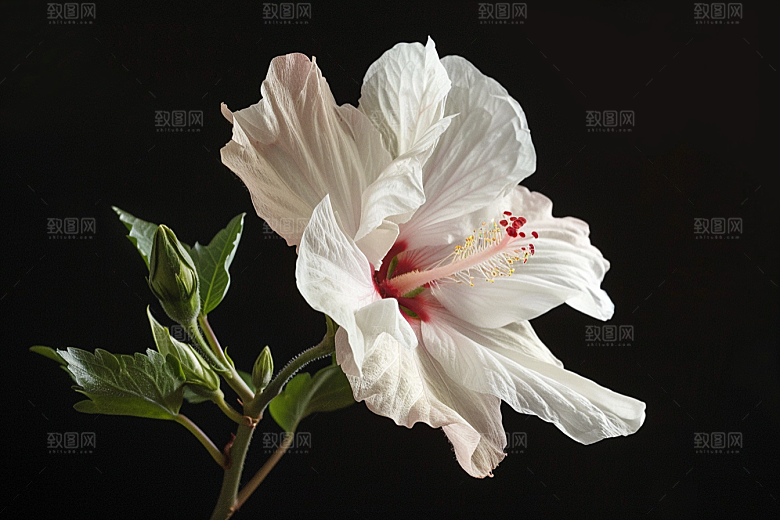 木槿花清新夏天摄影图