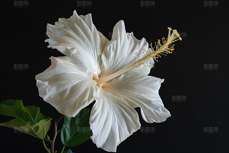 木槿花唯美夏季摄影图
