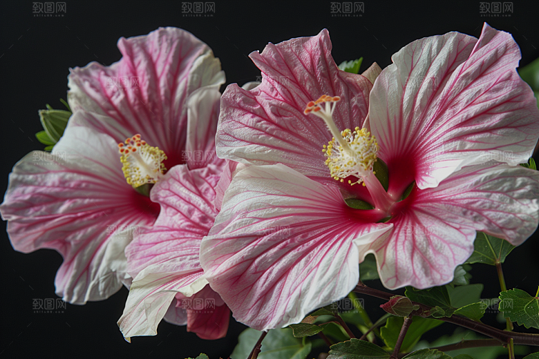 木槿花花朵自然摄影图