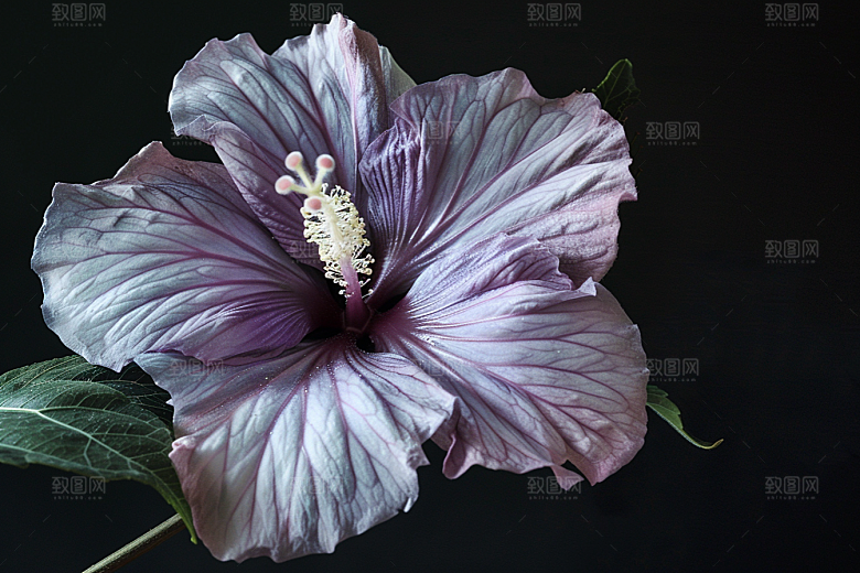 木槿花木棉夏天摄影图