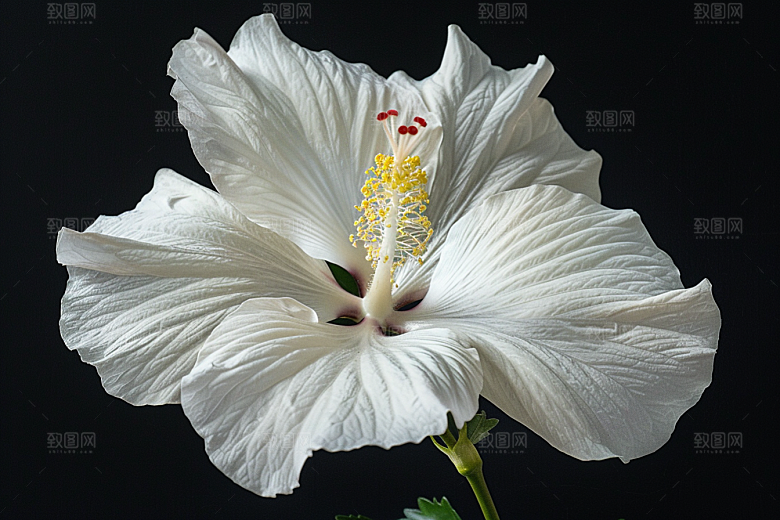 木槿花木棉夏季摄影图