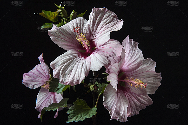 木槿花夏天花朵摄影图