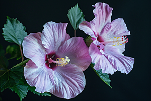 木槿花清新夏天摄影图