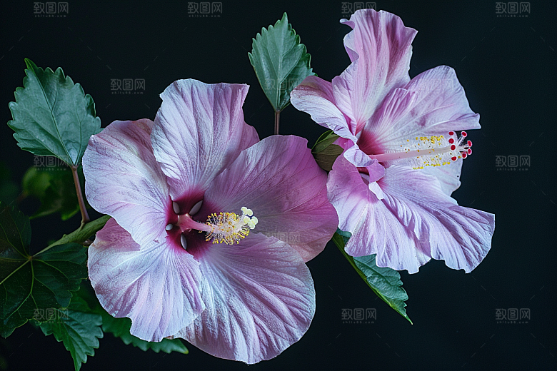 木槿花清新夏天摄影图