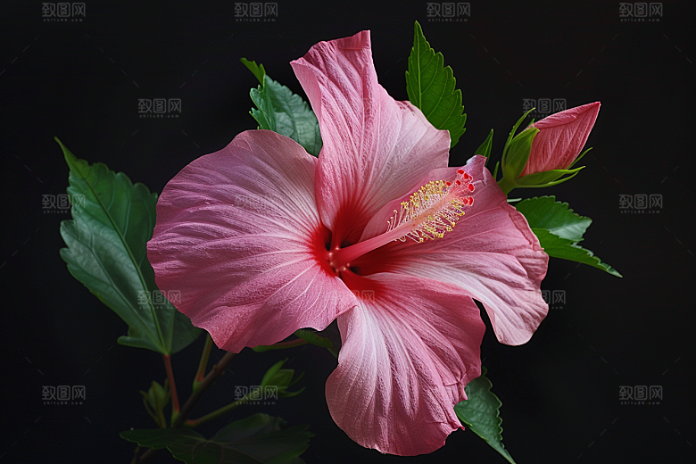 木槿花植物夏季摄影图