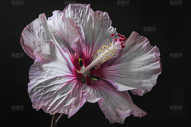 木槿花木棉唯美摄影图