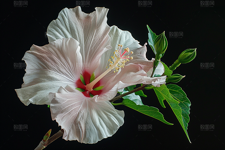 木槿花彩色清新摄影图