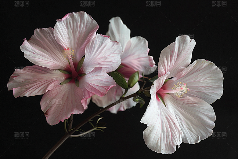 木槿花高清植物摄影图