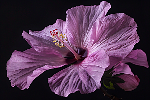 木槿花木棉高清摄影图