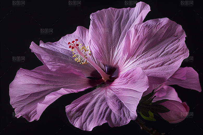 木槿花木棉高清摄影图