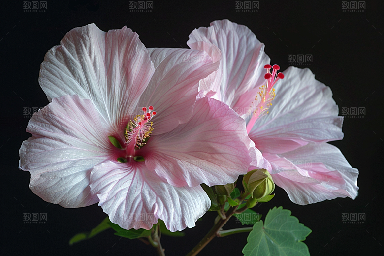木槿花植物夏天摄影图