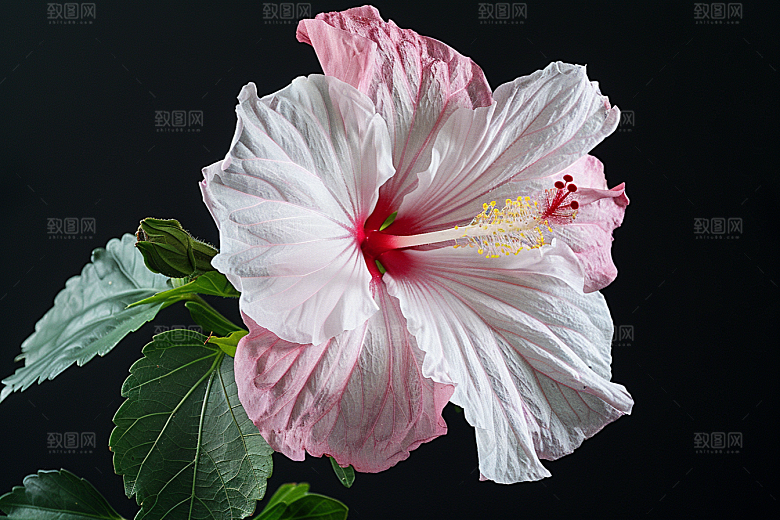 木槿花花卉木棉摄影图