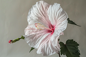 木槿花花朵夏季摄影图