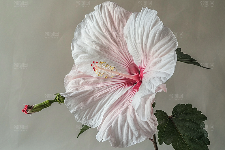 木槿花花朵夏季摄影图