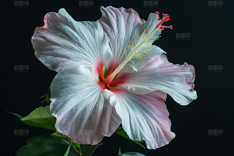 木槿花花朵植物摄影图
