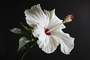 木槿花彩色夏天摄影图