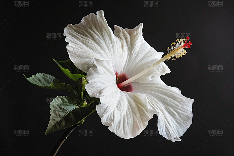 木槿花彩色夏天摄影图