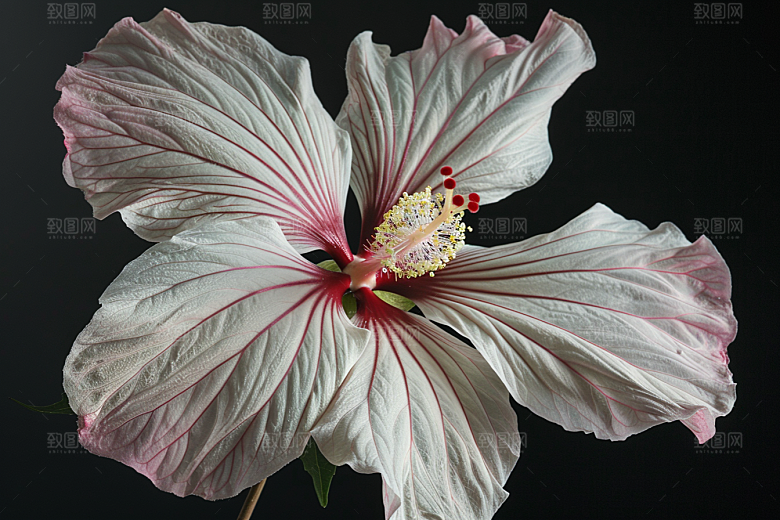 木槿花植物高清摄影图