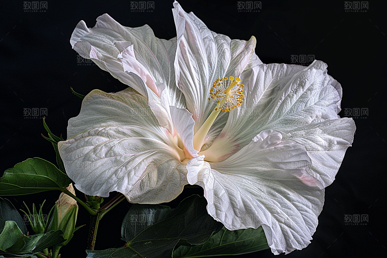 木槿花高清花朵摄影图