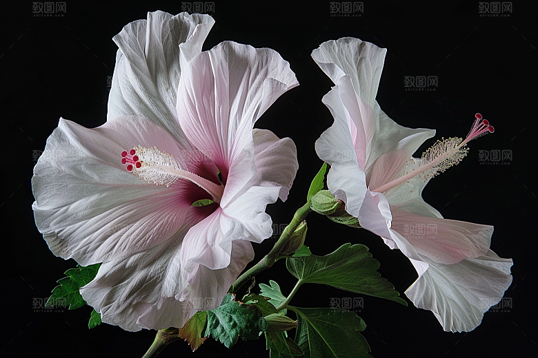 木槿花清新彩色摄影图