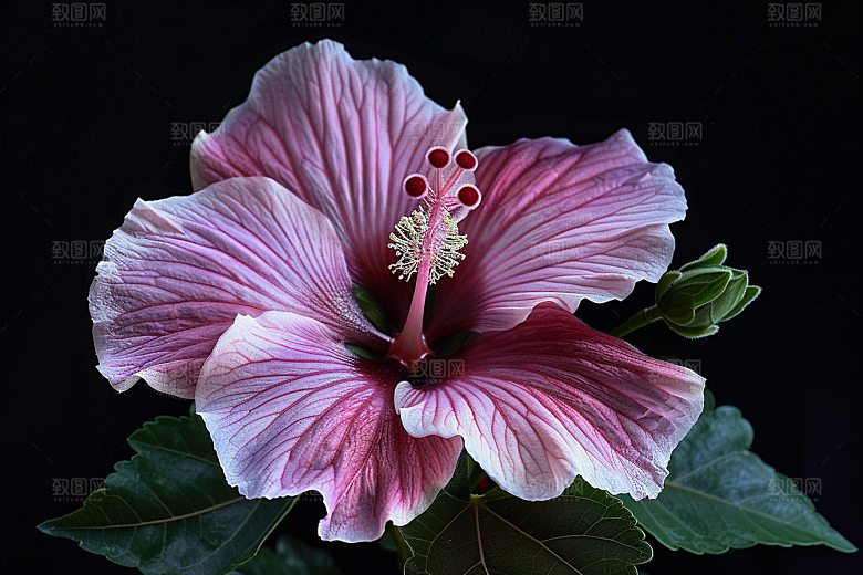 木槿花唯美夏季摄影图