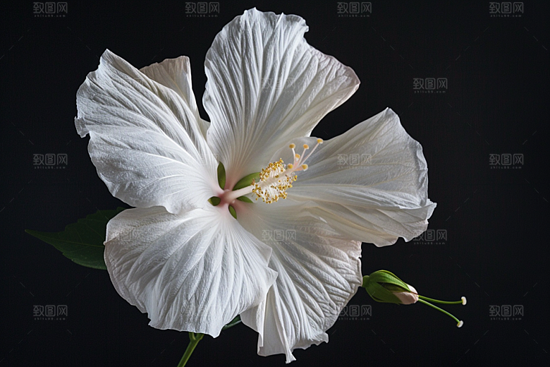 木槿花木棉花朵摄影图
