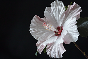 木槿花花朵夏天摄影图