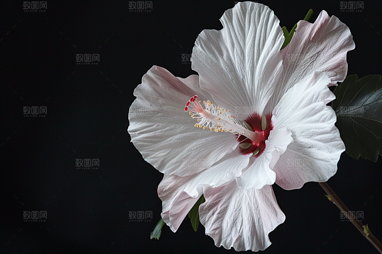 木槿花花朵夏天摄影图