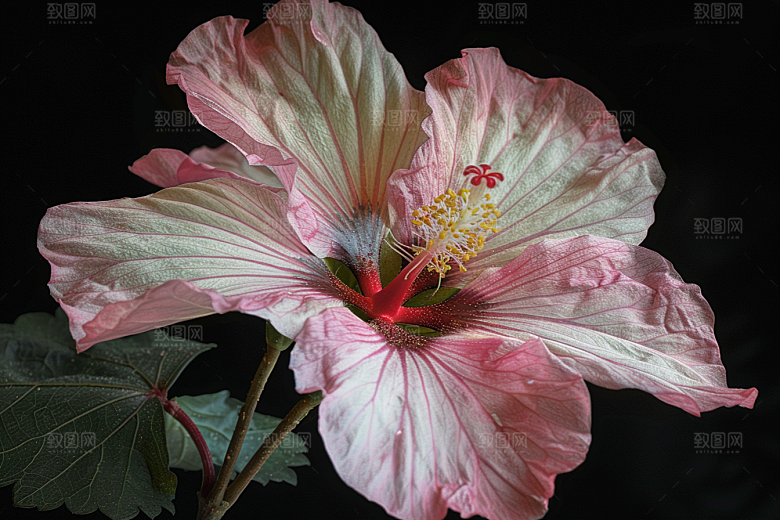 木槿花夏季彩色摄影图