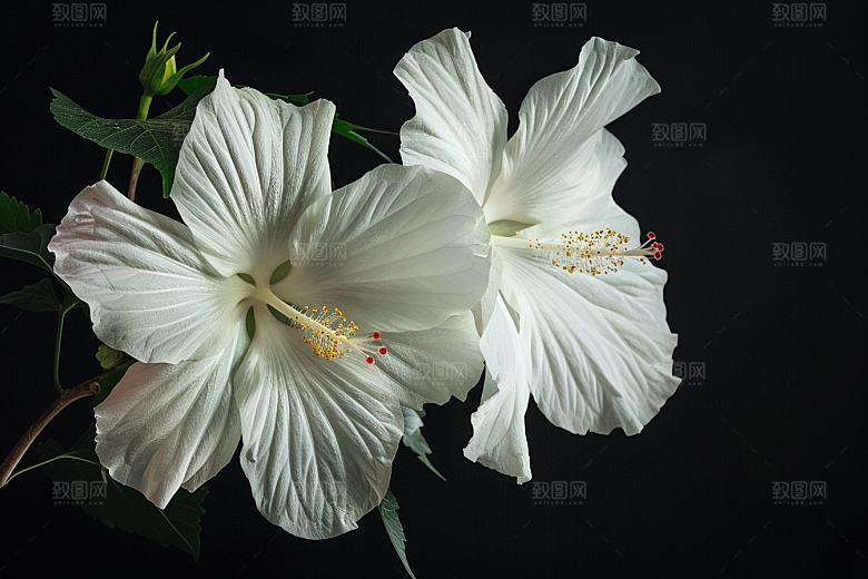 木槿花夏季自然摄影图