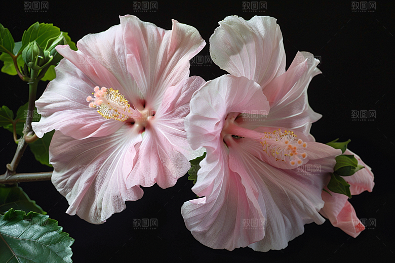 木槿花夏天木棉摄影图