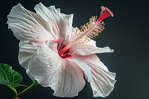 木槿花花朵清新摄影图