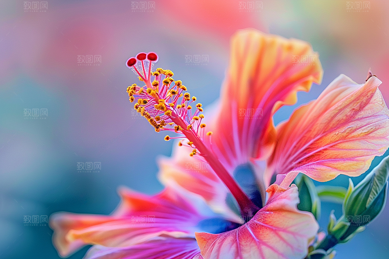 木槿花植物花朵摄影图