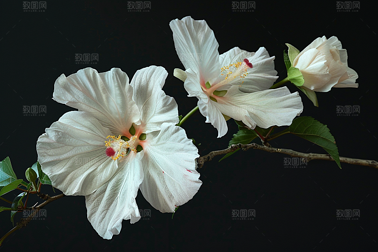 木槿花夏天夏季摄影图