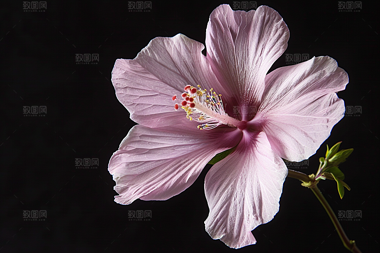 木槿花夏季花卉摄影图