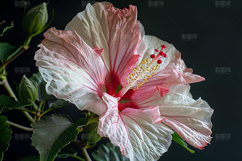 木槿花夏天彩色摄影图