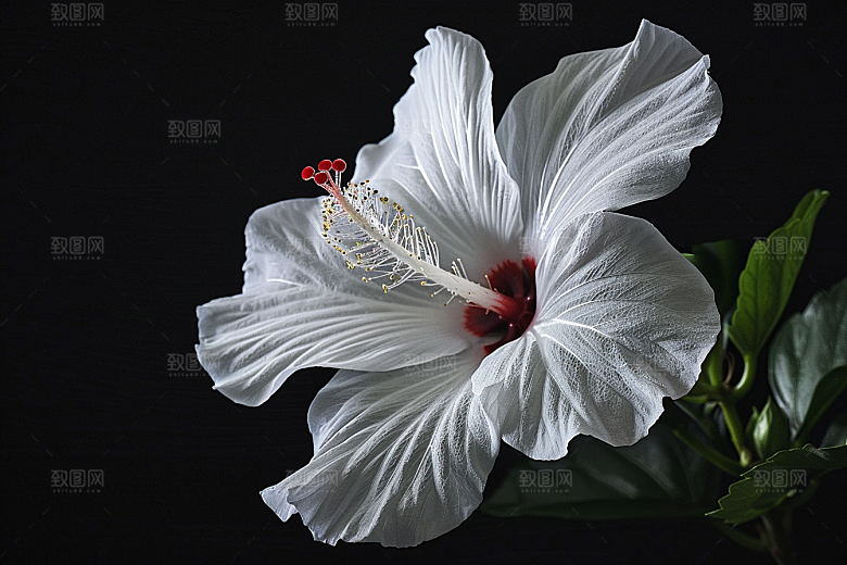 木槿花花朵唯美摄影图