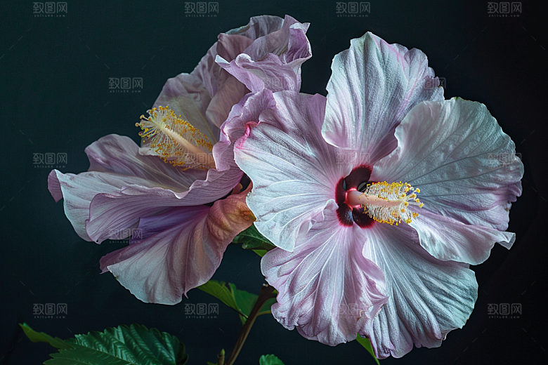 木槿花清新夏季摄影图