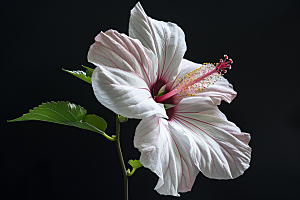 木槿花夏季彩色摄影图