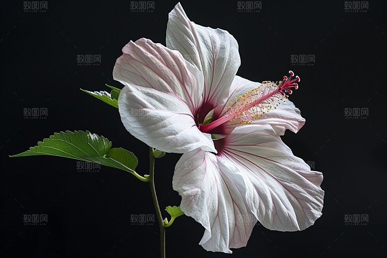 木槿花夏季彩色摄影图